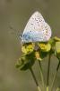 204387 – Photo : Patrick Nourdin – France (35)
