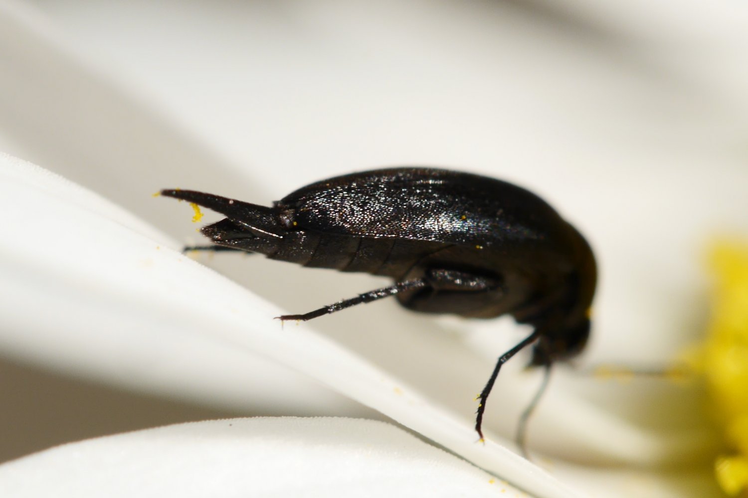 Réf. 204828 — INSECTA > Coleoptera > Mordellidae > Mordellistena sp