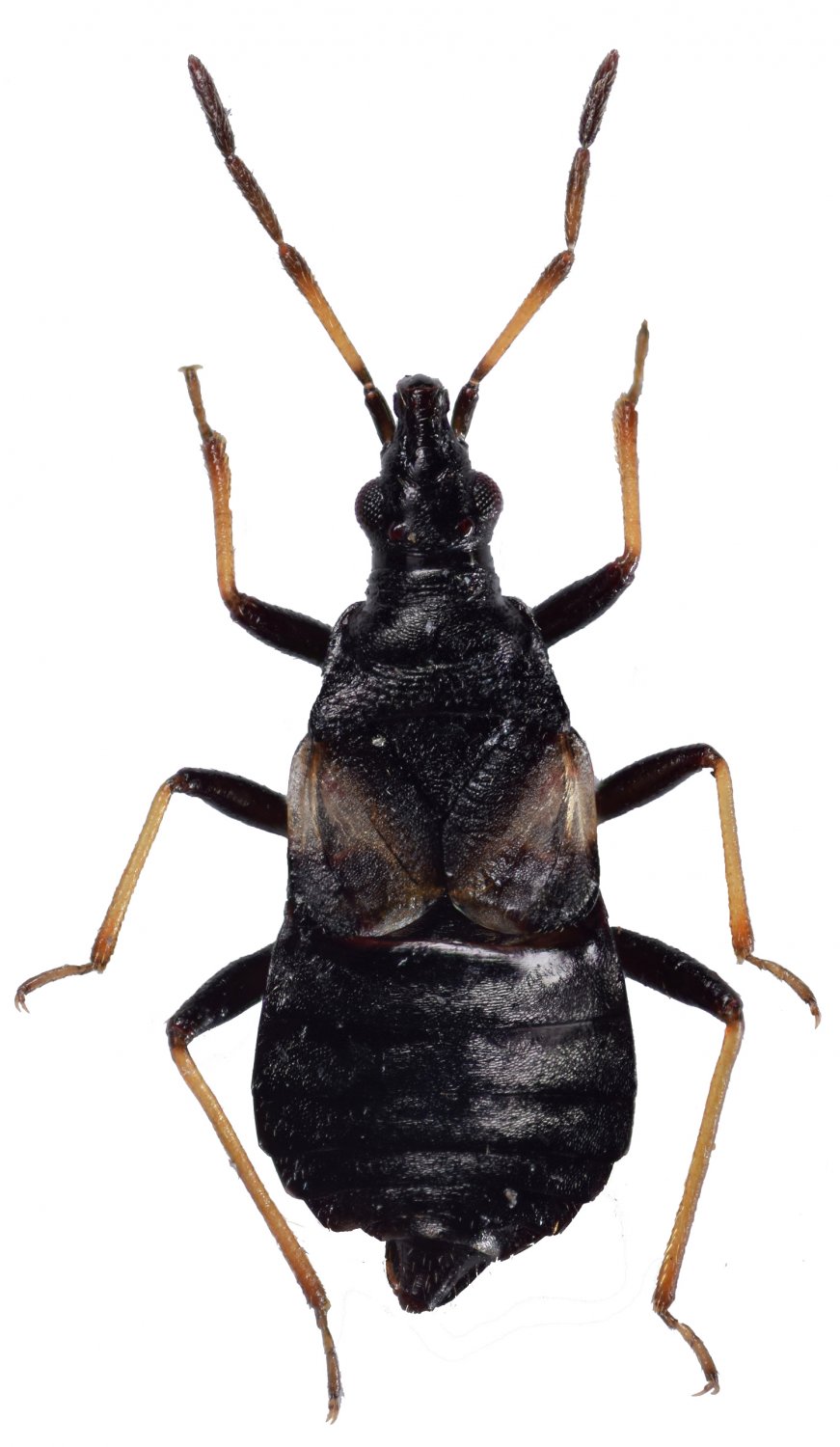 Barış Çerçi - Temnostethus (Temnostethus) gracilis - réf. 204725 (871 x 1500 pixels, 129 ko)