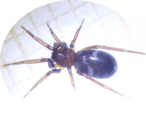 Phrurolithus sp.