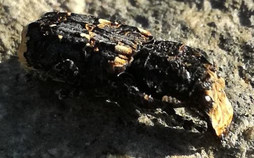 Réf. 205 611 : Platyrhinus resinosus