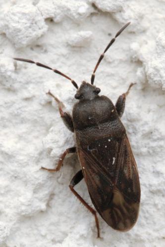 Megalonotus emarginatus