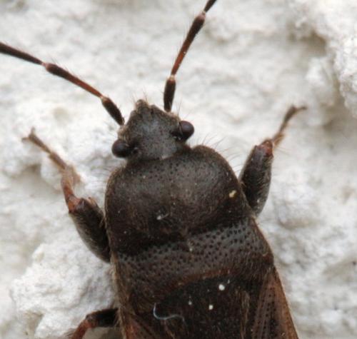 Megalonotus emarginatus