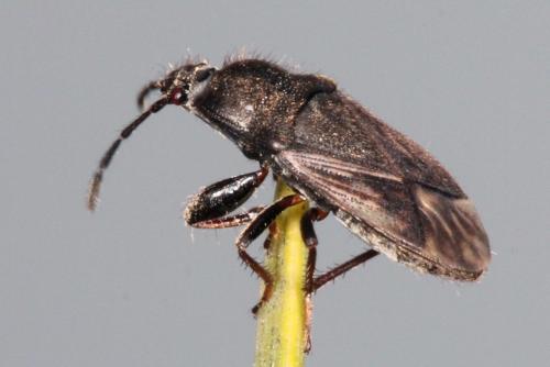 Megalonotus emarginatus