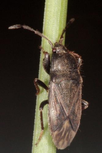 Megalonotus emarginatus