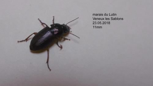Harpalus sp.