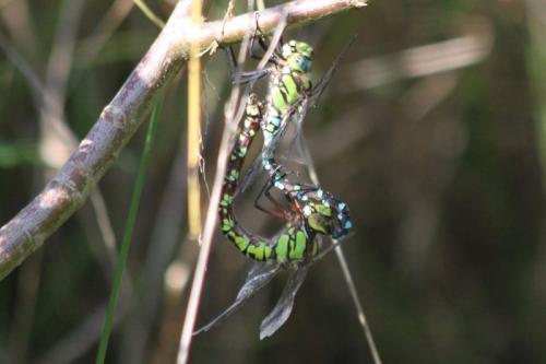Aeshna cyanea