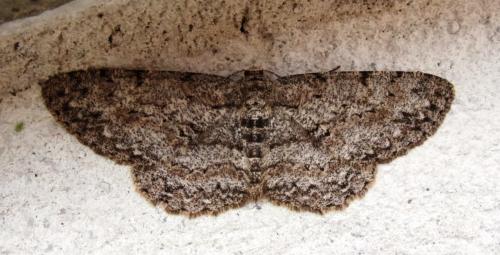 Réf. 205 572 : Hypomecis punctinalis