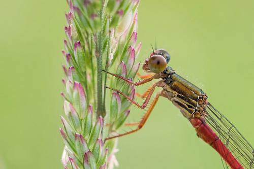 Ceriagrion tenellum