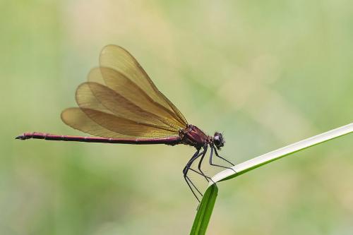Réf. 205 985 : Calopteryx haemorrhoidalis