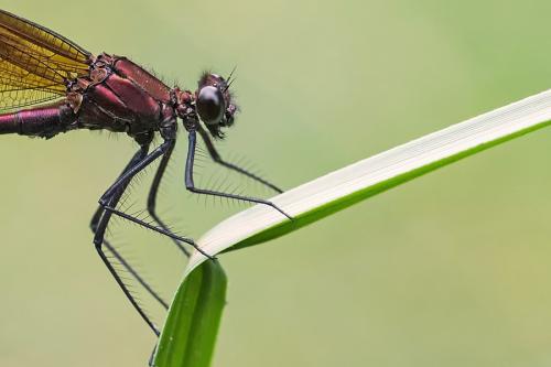 Calopteryx haemorrhoidalis