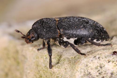 Dermestes laniarius