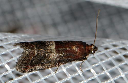 Réf. 205 675 : Acrobasis marmorea