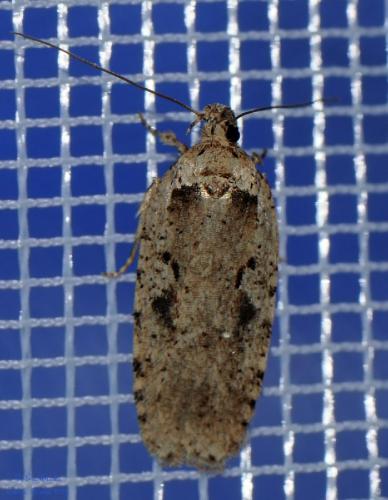Réf. 205 630 : Agonopterix ocellana