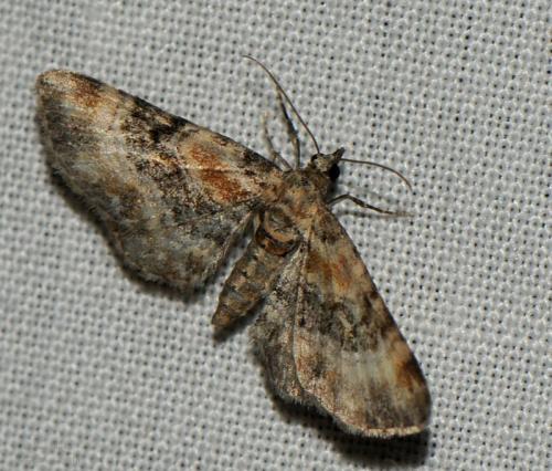 Eupithecia sp.