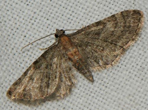 Réf. 205 698 : Eupithecia haworthiata