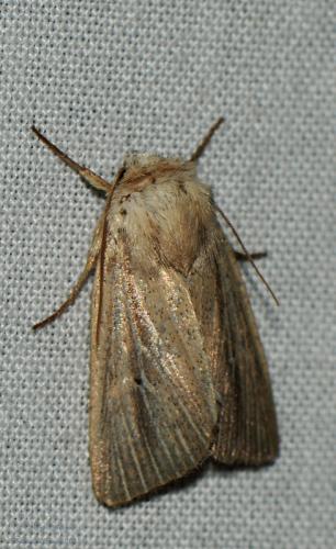 Mythimna sicula