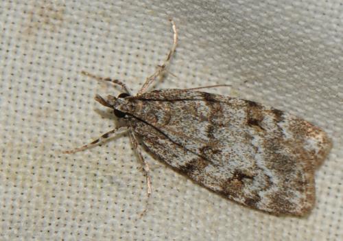Réf. 205 929 : Scoparia sp.