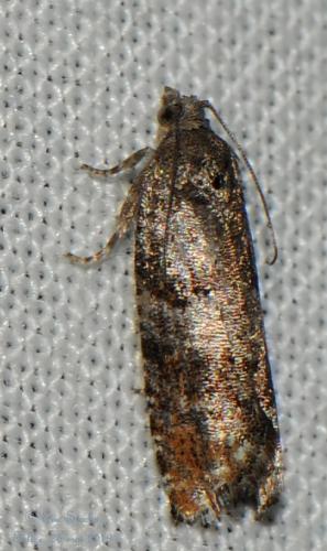 Epinotia rubiginosana