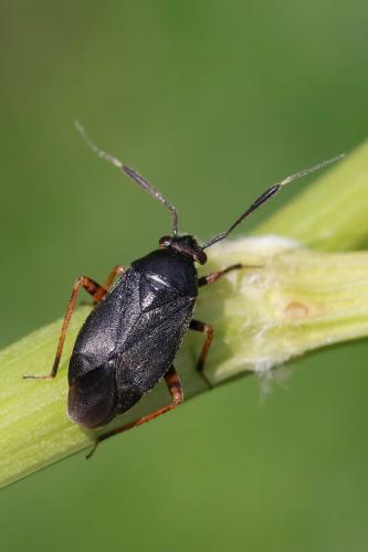 Réf. 205 670 : Capsus ater
