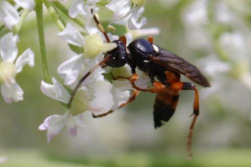 Réf. 205 678 : Ichneumon sarcitorius