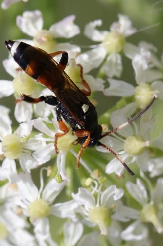 Réf. 205 679 : Ichneumon sarcitorius