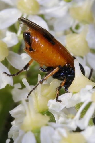 Arge cyanocrocea