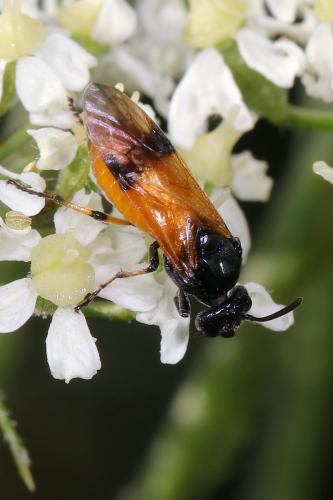Arge cyanocrocea