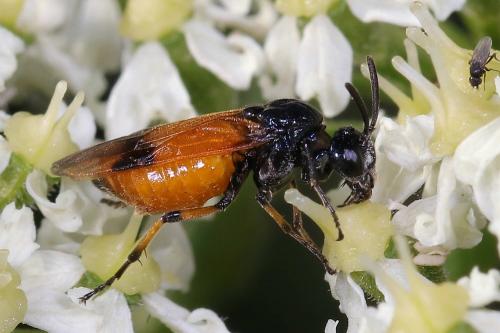 Arge cyanocrocea