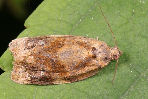 Réf. 205 965 : Ditula angustiorana