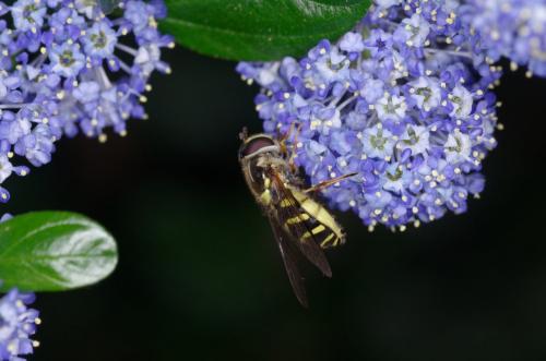 Réf. 205 002 : Dasysyrphus albostriatus