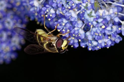 Réf. 205 005 : Dasysyrphus albostriatus
