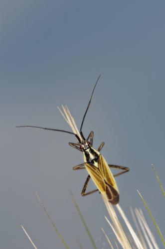 Réf. 205 972 : Leptopterna dolabrata