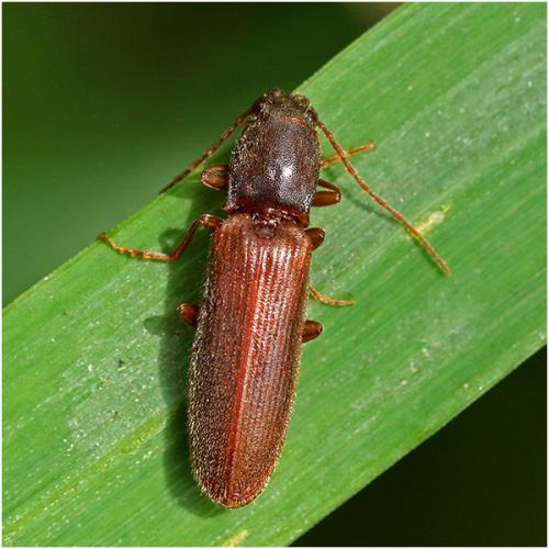 Réf. 205 927 : Athous campyloides