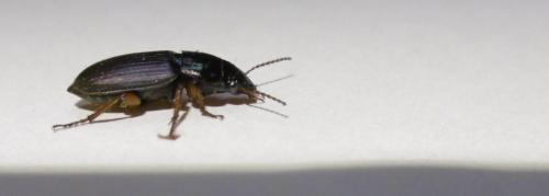 Harpalus sp.