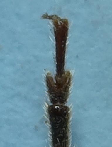 Arhopalus ferus