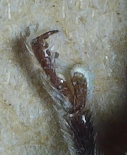 Réf. 205 834 : Arhopalus rusticus