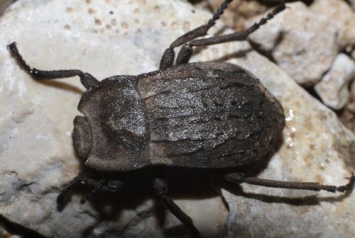 Réf. 205 137 : Asida sp.
