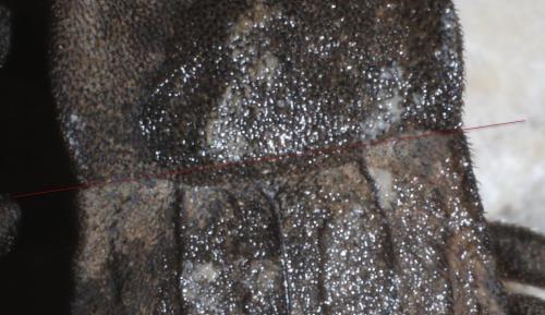 Réf. 205 142 : Asida sp.