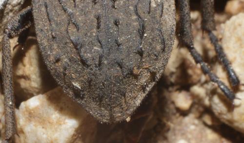 Asida sp.