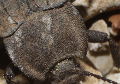 Réf. 205 139 : Asida sp.