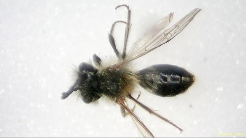 Réf. 205 200 : Andrena synadelpha