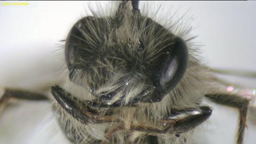 Andrena synadelpha