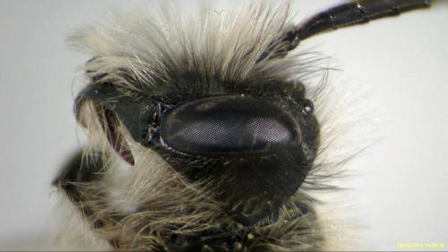 Réf. 205 201 : Andrena synadelpha