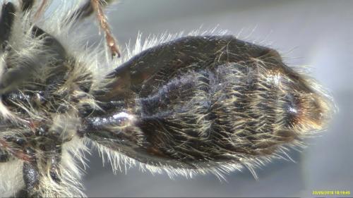 Réf. 205 313 : Andrena synadelpha