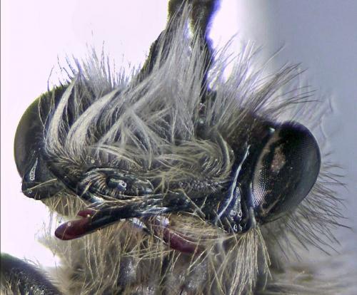 Andrena synadelpha