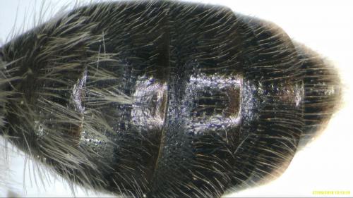 Andrena synadelpha