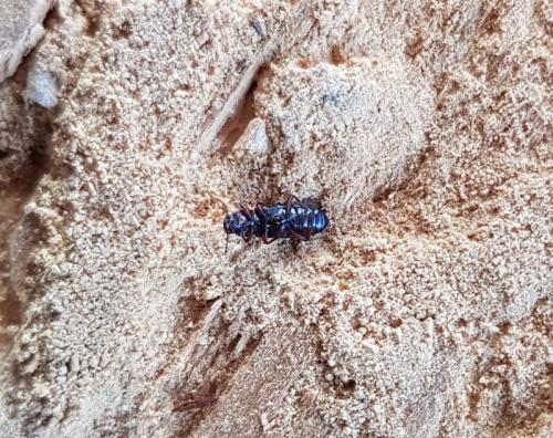 Bius thoracicus