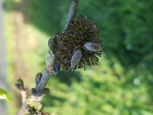 Réf. 205 122 : Phyllobius pyri