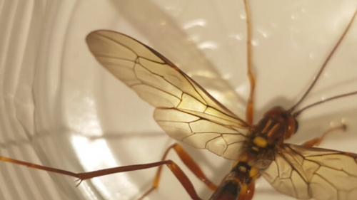Megarhyssa sp.